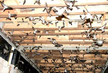 The Economic Advantages of Edible Bird Nest Farming in Indonesia