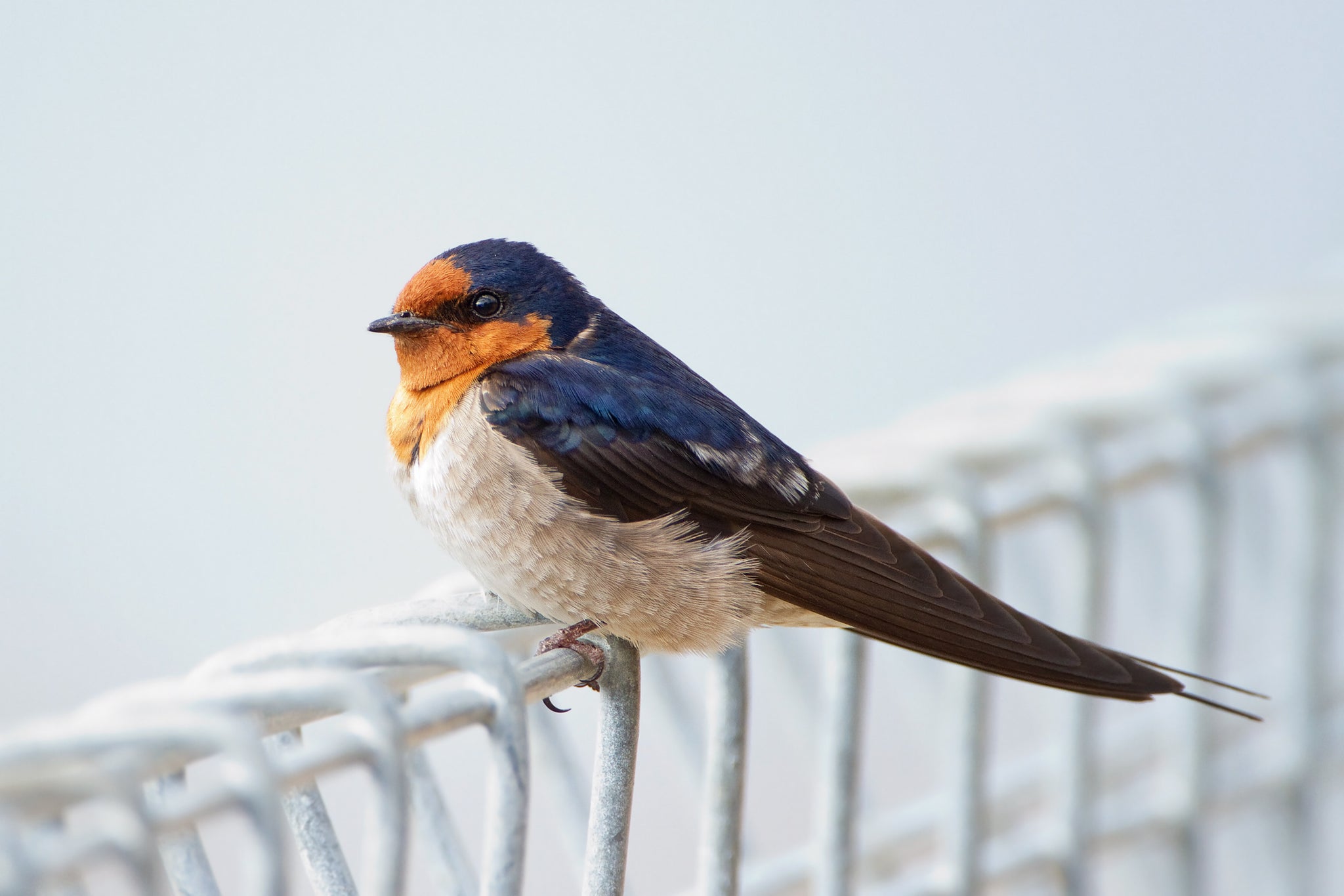 How Swallow Birds Build Their Nests: Nature's Architectural Marvel