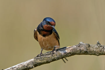 The Rise of Edible White Swallow Bird's Nest: A Global Anti-Aging Phenomenon now evident in Hong Kong, USA and Canada