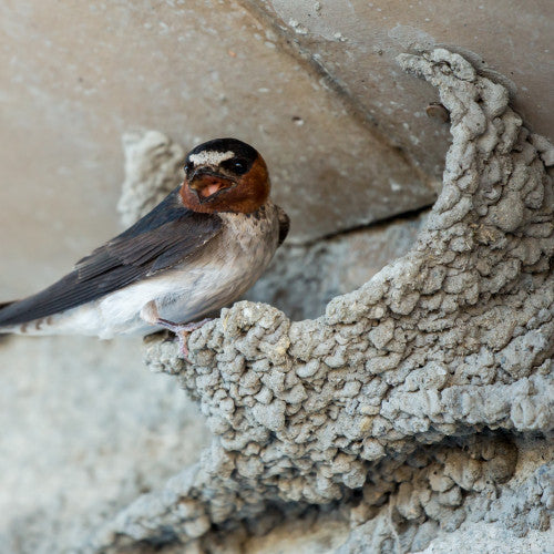 White Gold : White Swallow Edible Bird Nests a lucrative delicacy